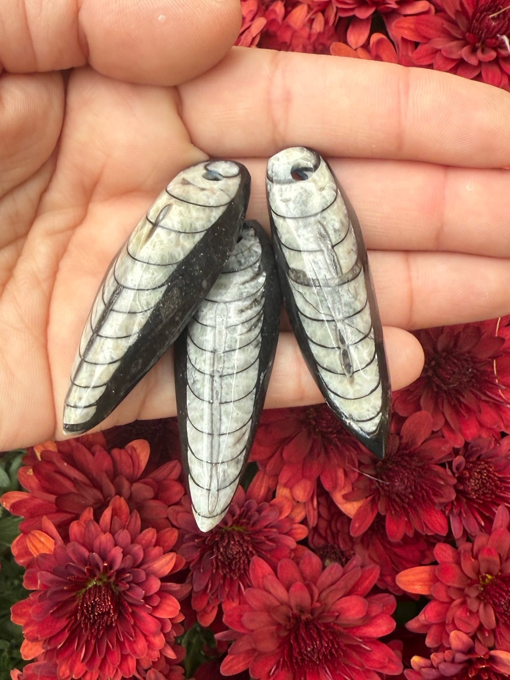 Genuine fossil  Orthocera